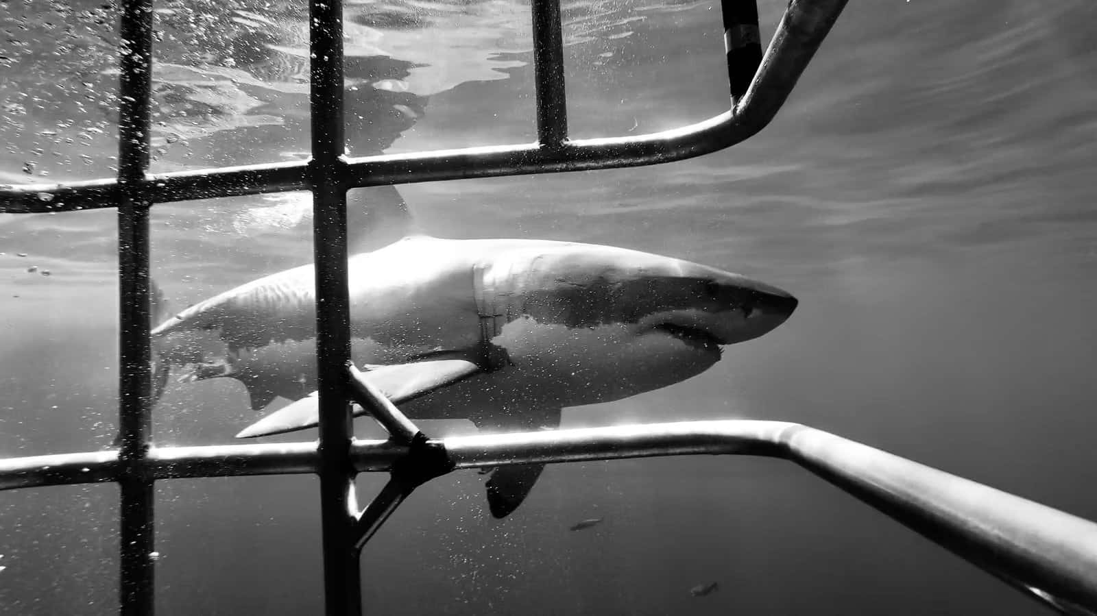 Harbor Dive Center — photo 3