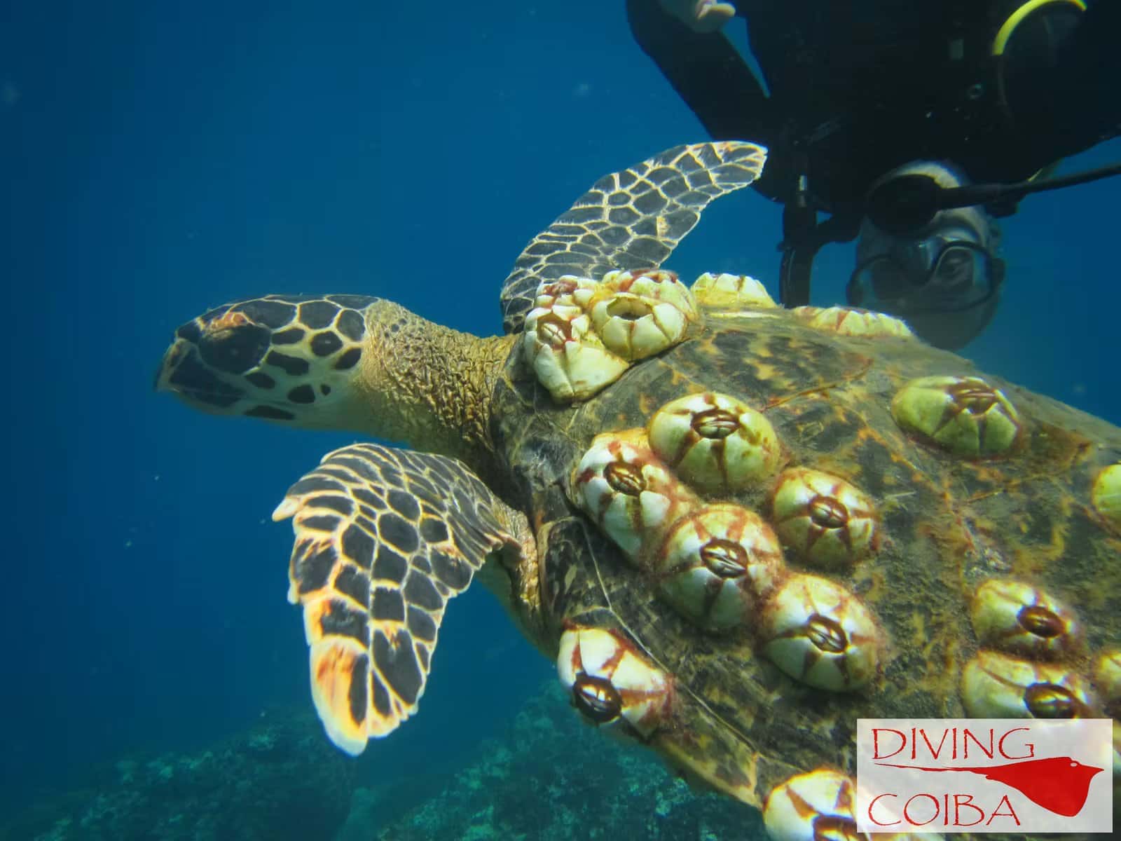 Diving Coiba — photo 2