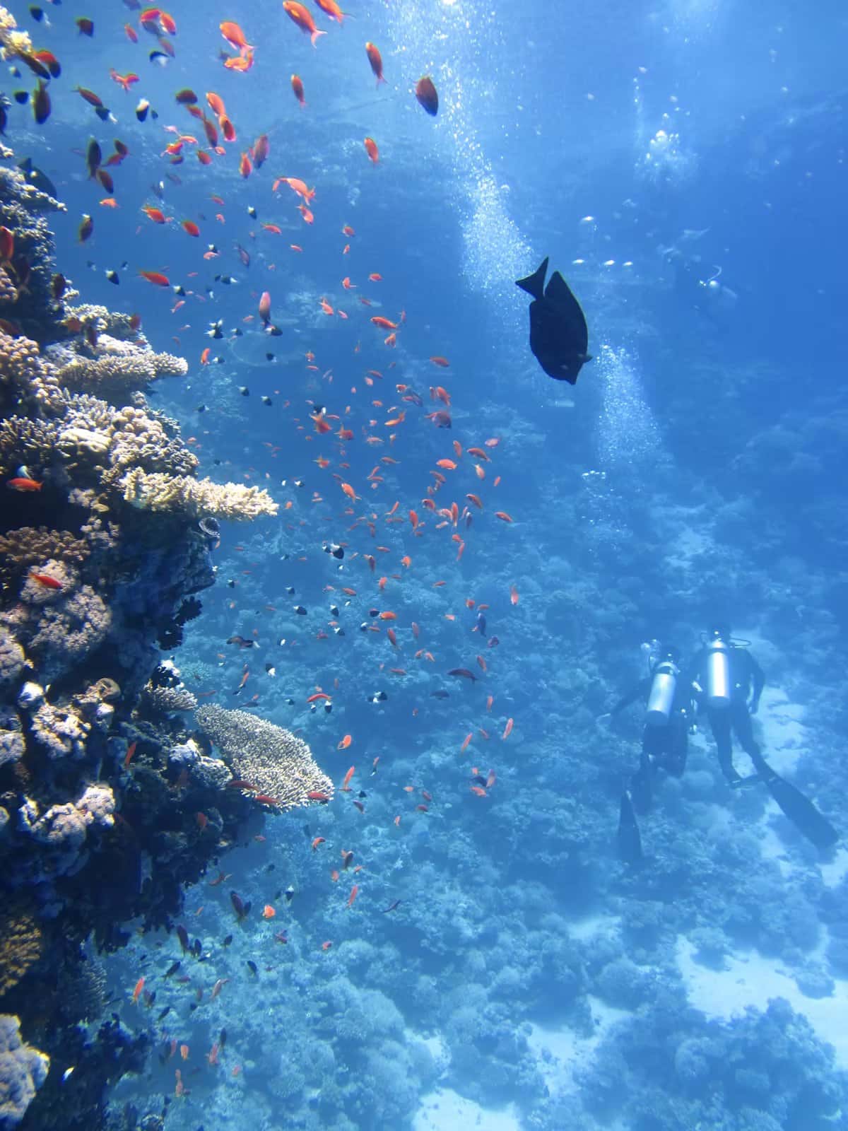 Diving Coiba