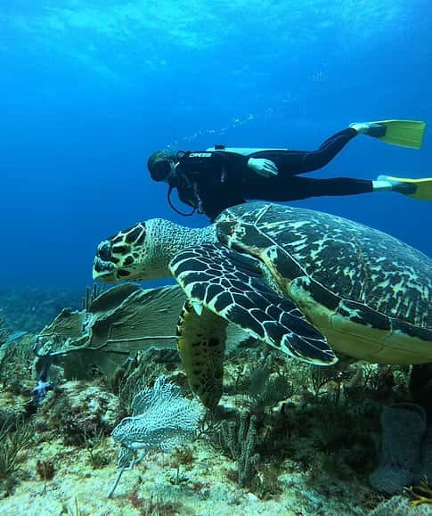 Manta Dive & Snorkel