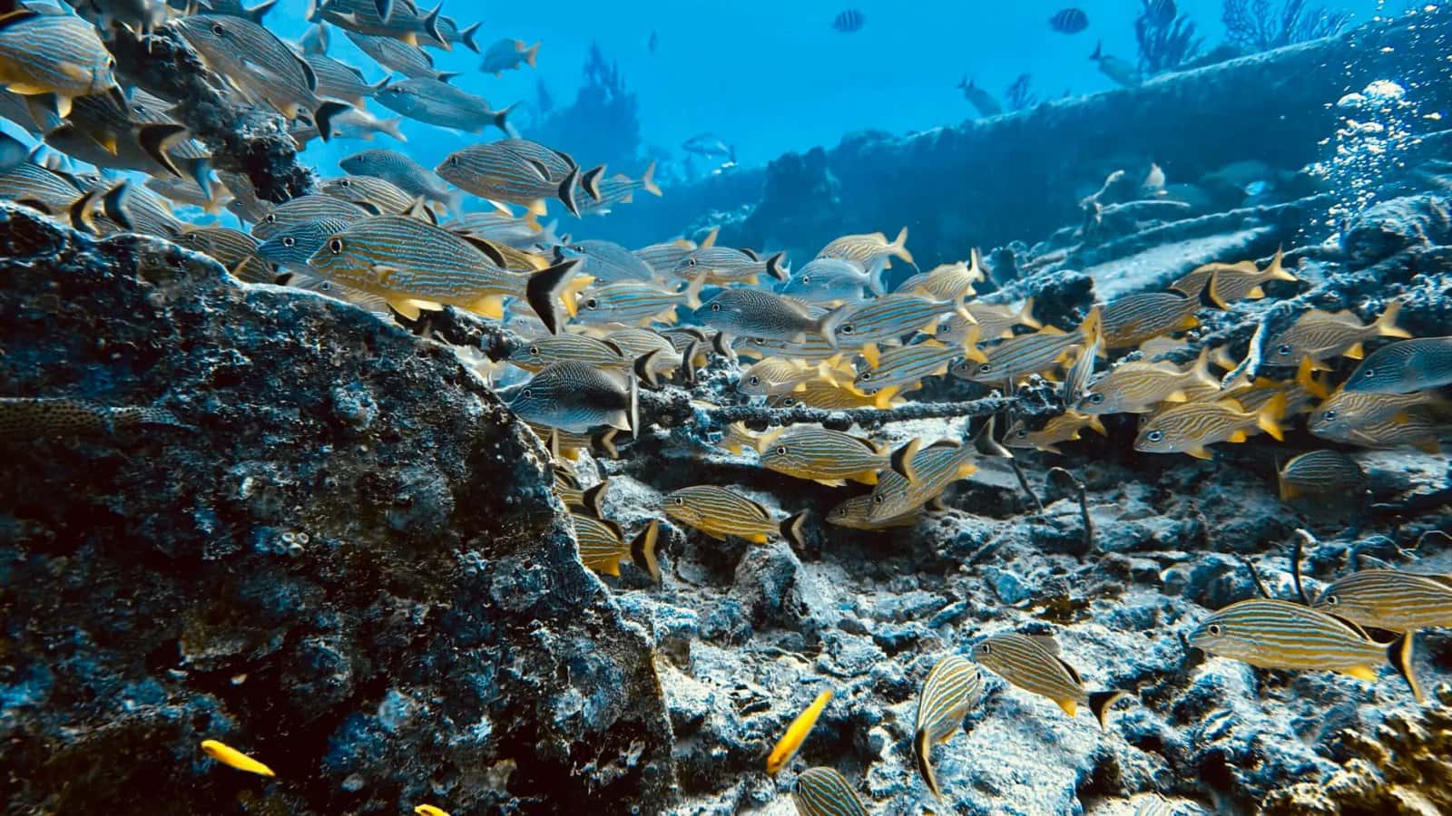 Florida Blue Divers