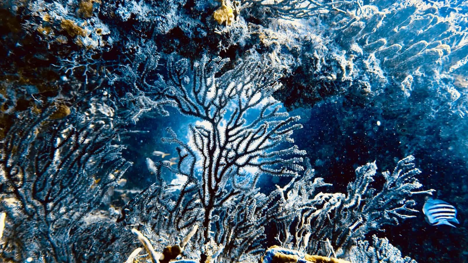 Florida Blue Divers — photo 2