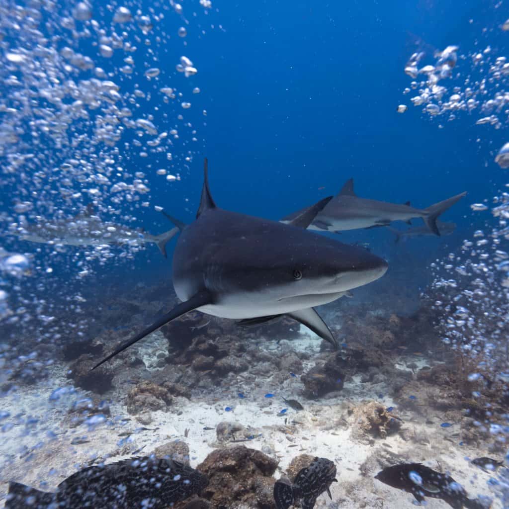 Sun Divers Roatan