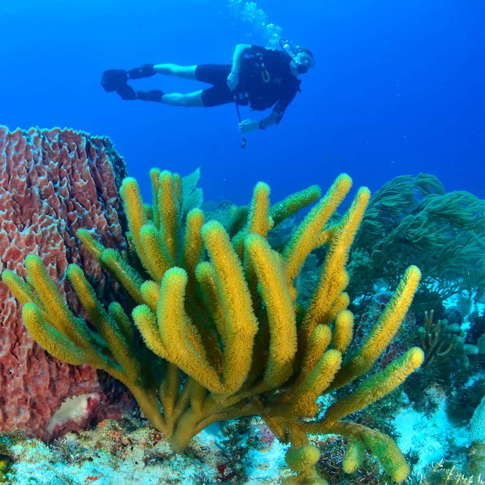 Scuba Cancun — photo 2