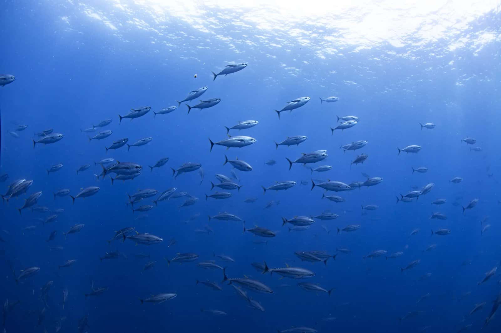 Freediving Uvita — photo 3