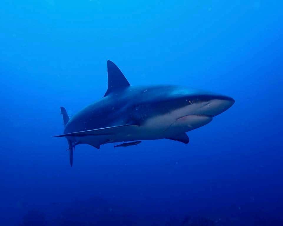 Roatan Yacht Club – Dive Center — photo 3