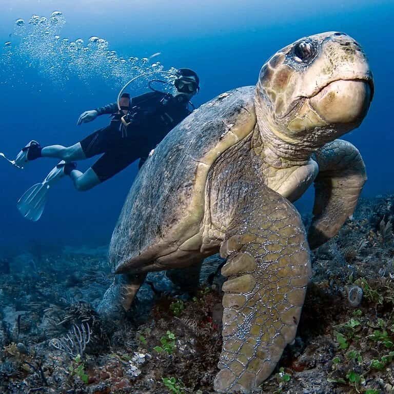 Jupiter Scuba Diving — photo 5