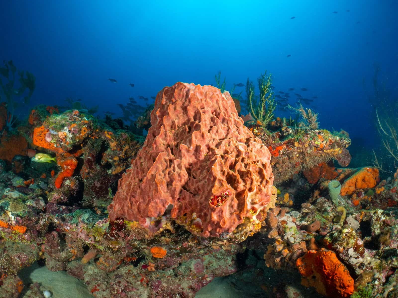 Jupiter Scuba Diving — photo 4