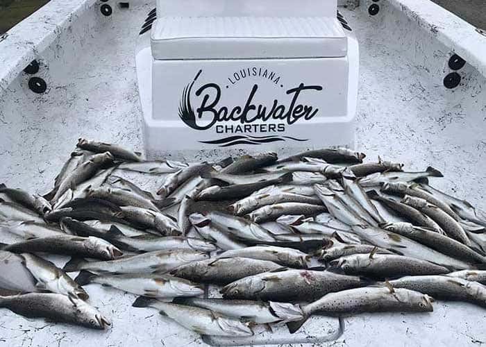 Louisiana Backwater Charters