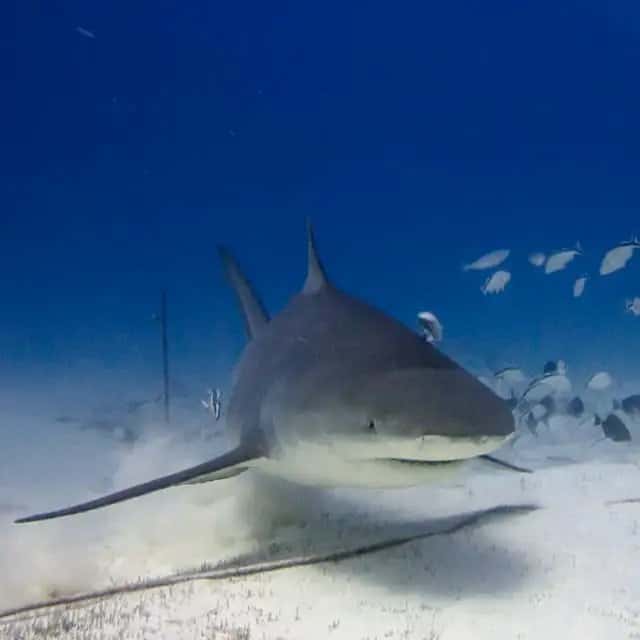 Scuba10 — photo 3