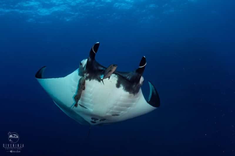 Dive Ninja Expeditions