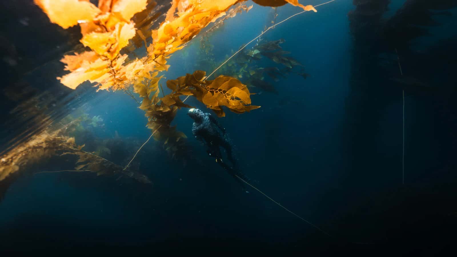 Odyssey Freediving