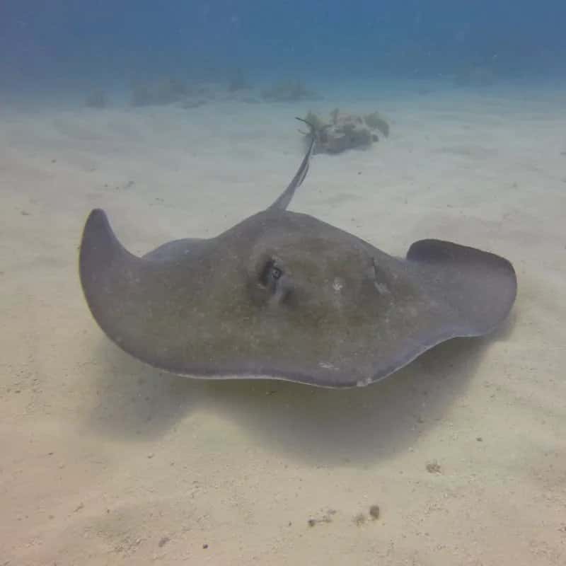 Better Than Most SCUBA — photo 3