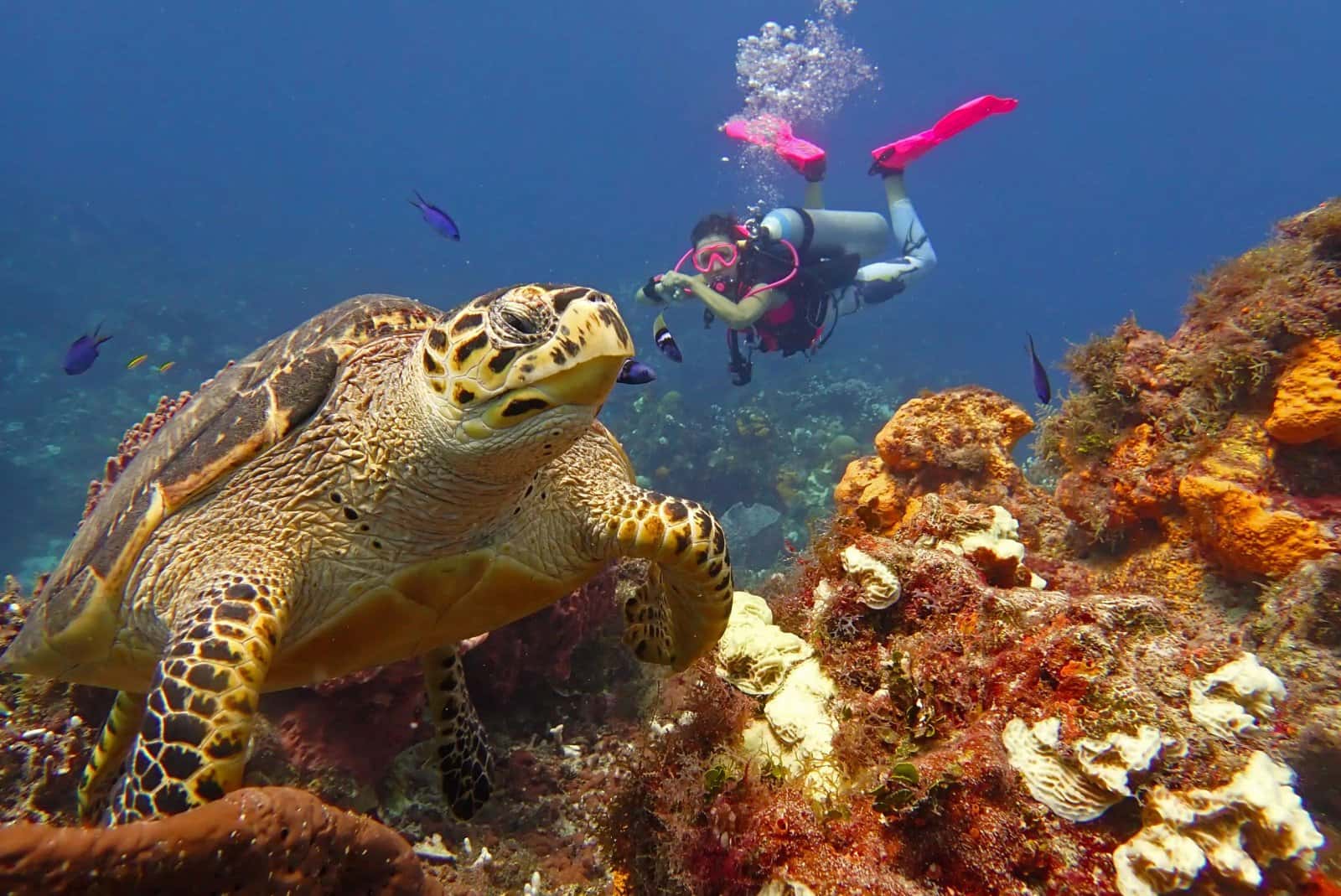 Jungle Divers — photo 3