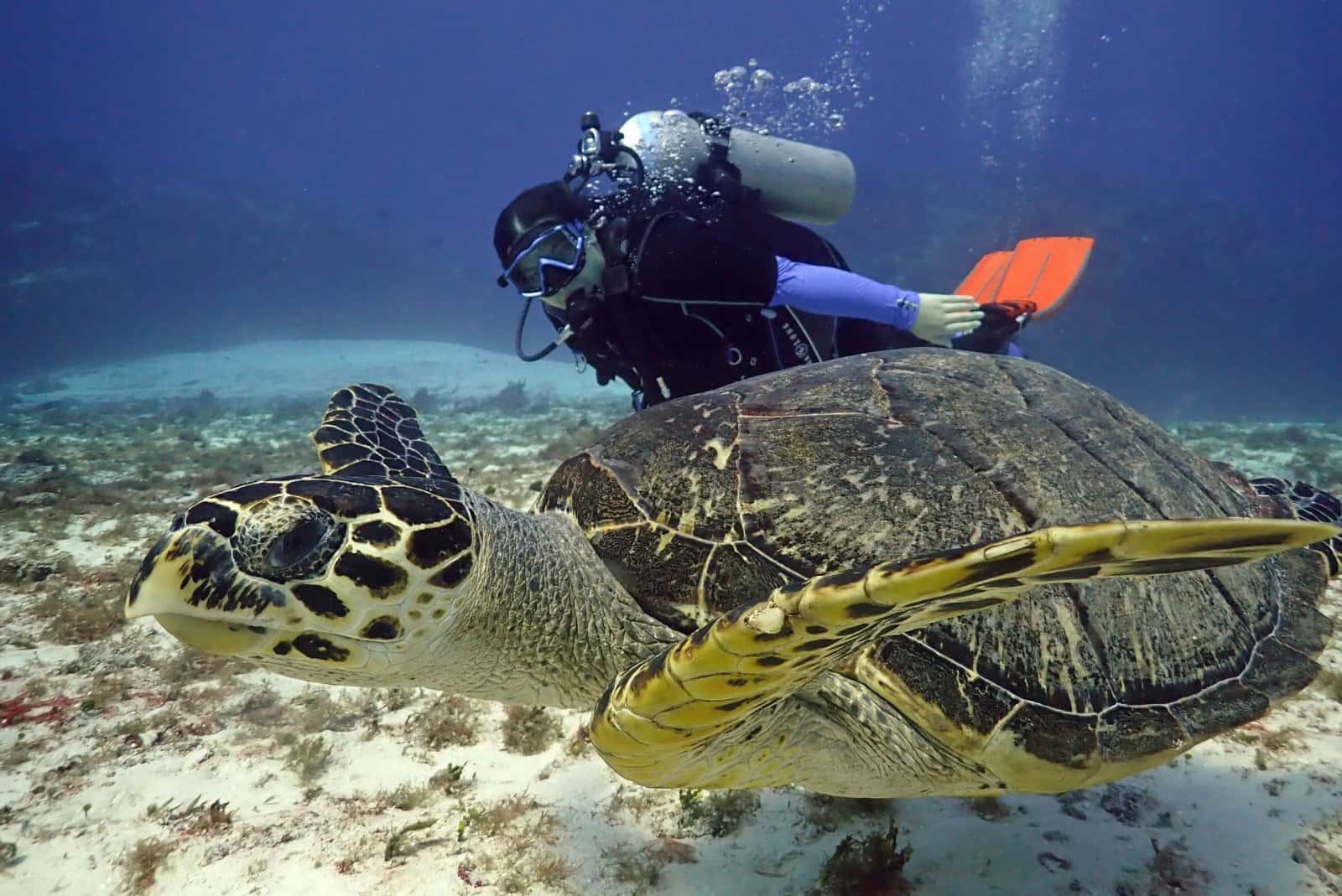 Jungle Divers — photo 2
