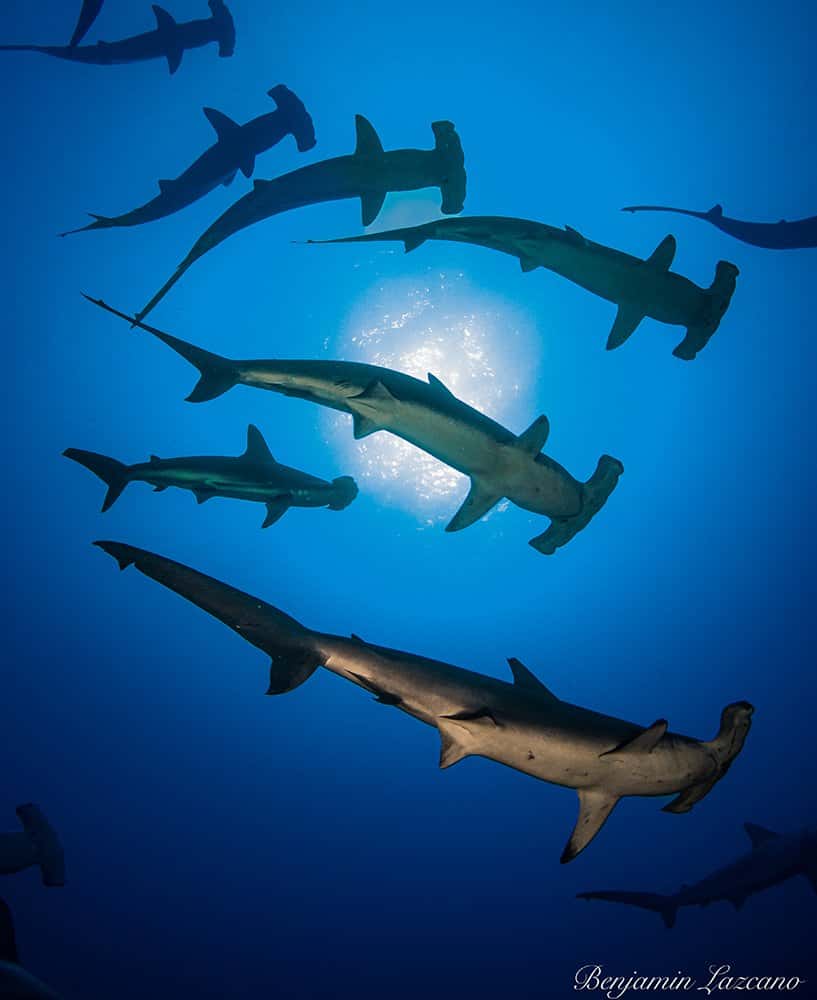 Cabo Private Guide