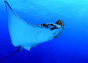 Blue Magic Scuba — photo 2