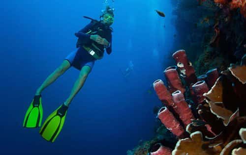 Tom's Dive & Swim — photo 2