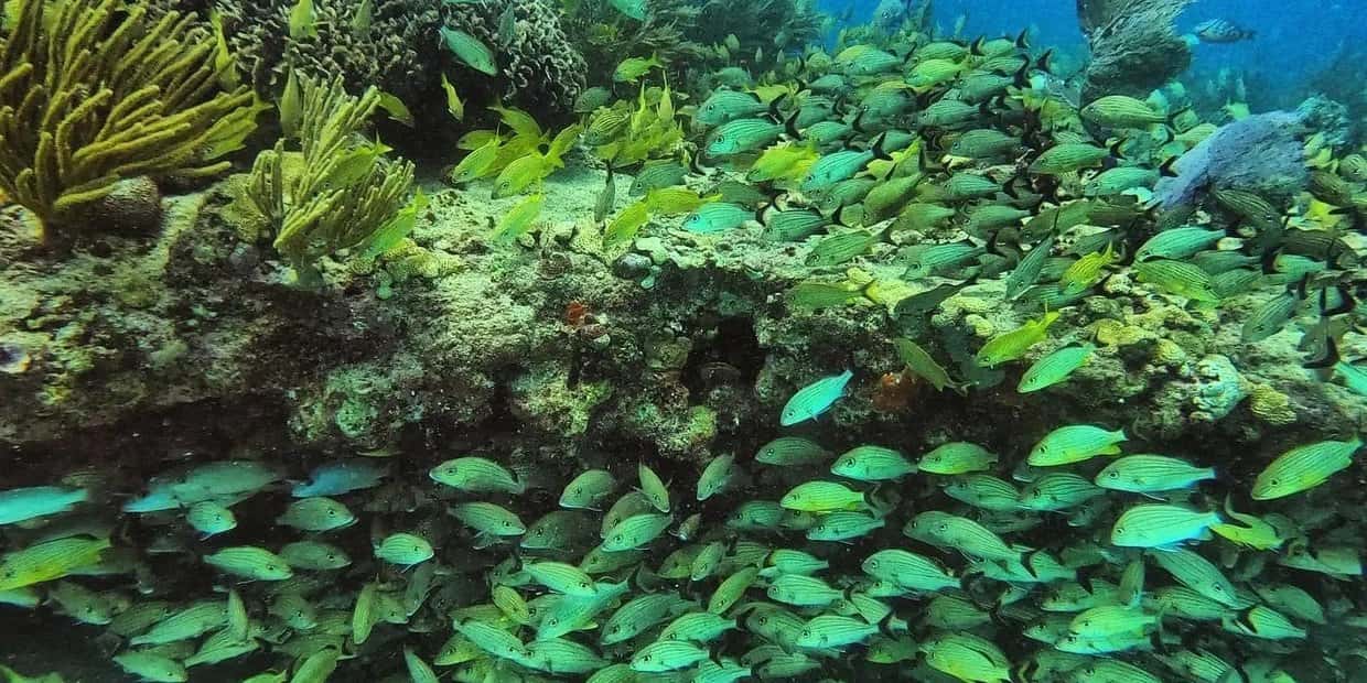 Xtreme Dive Centers