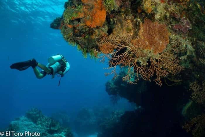 Cozumel Diving Trip