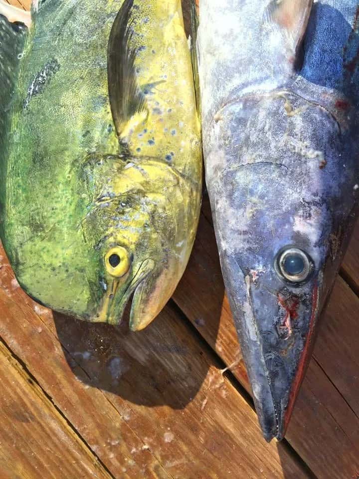 Dauphin Island Sport Fishing Charters