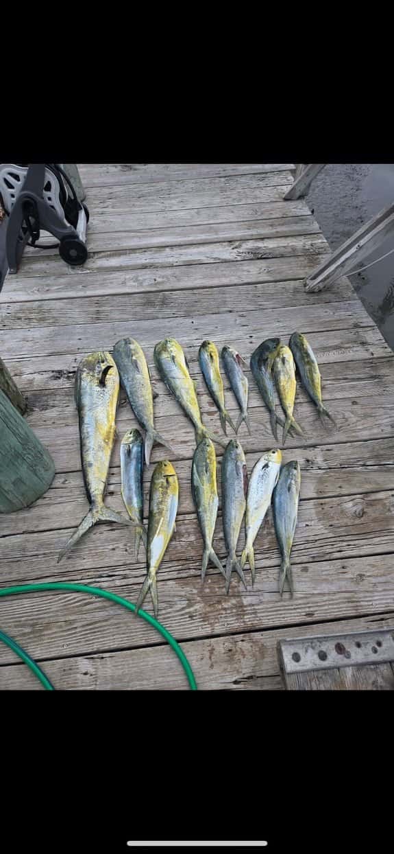 Salty Dog Diving / Serenity Charters — photo 3
