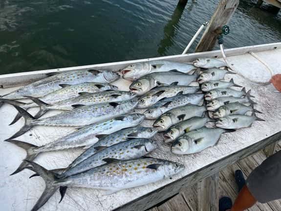 Salty Dog Diving / Serenity Charters — photo 2