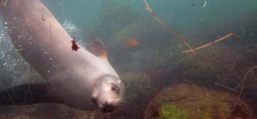 Scuba San Diego — photo 2