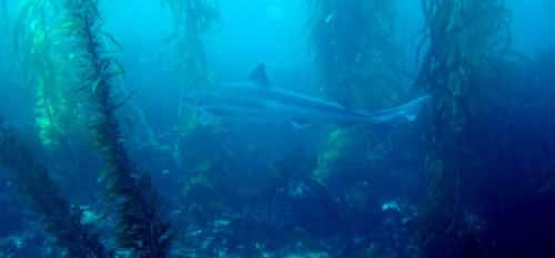 Scuba San Diego