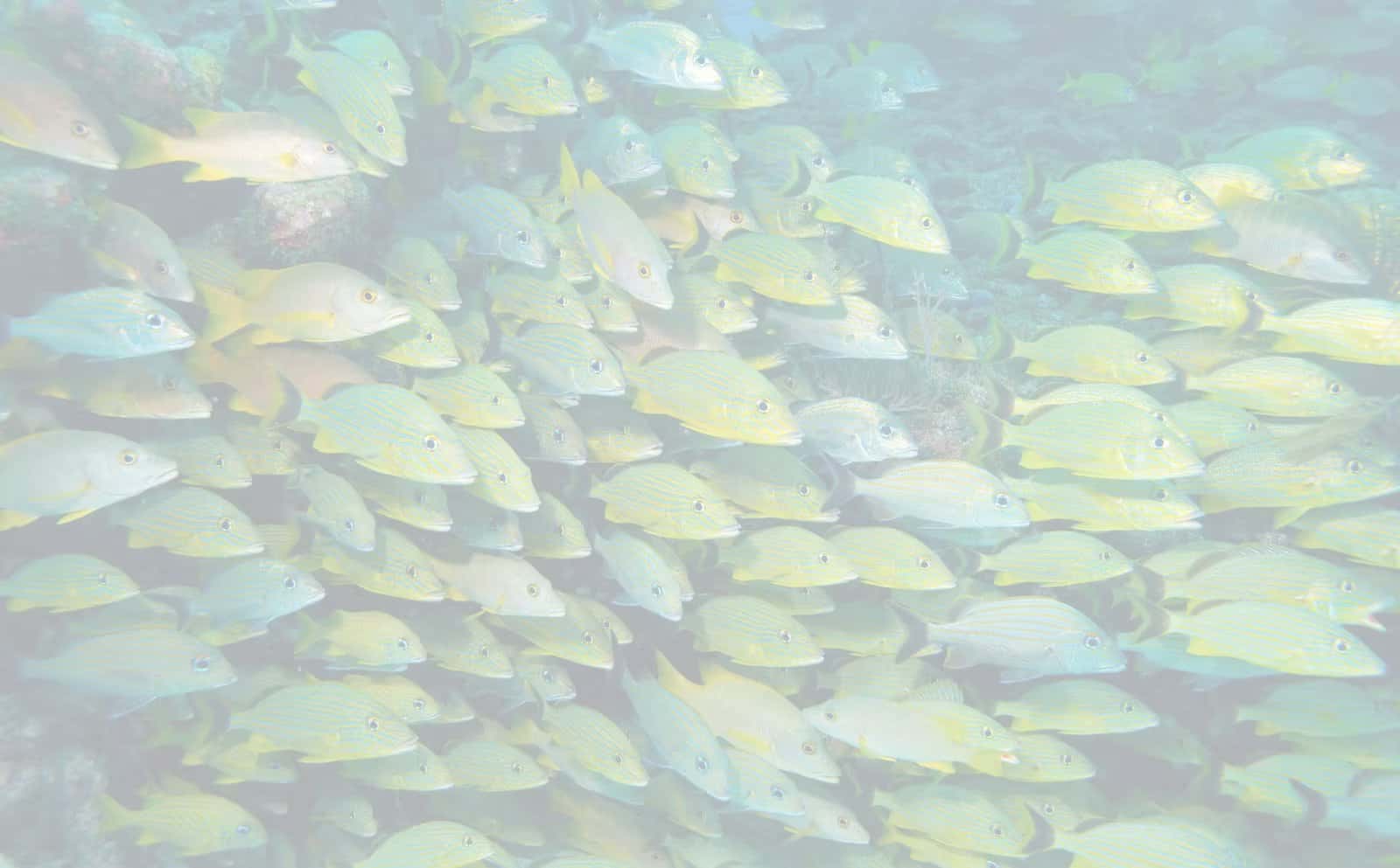 Reefs To Rivers Fishing Charters