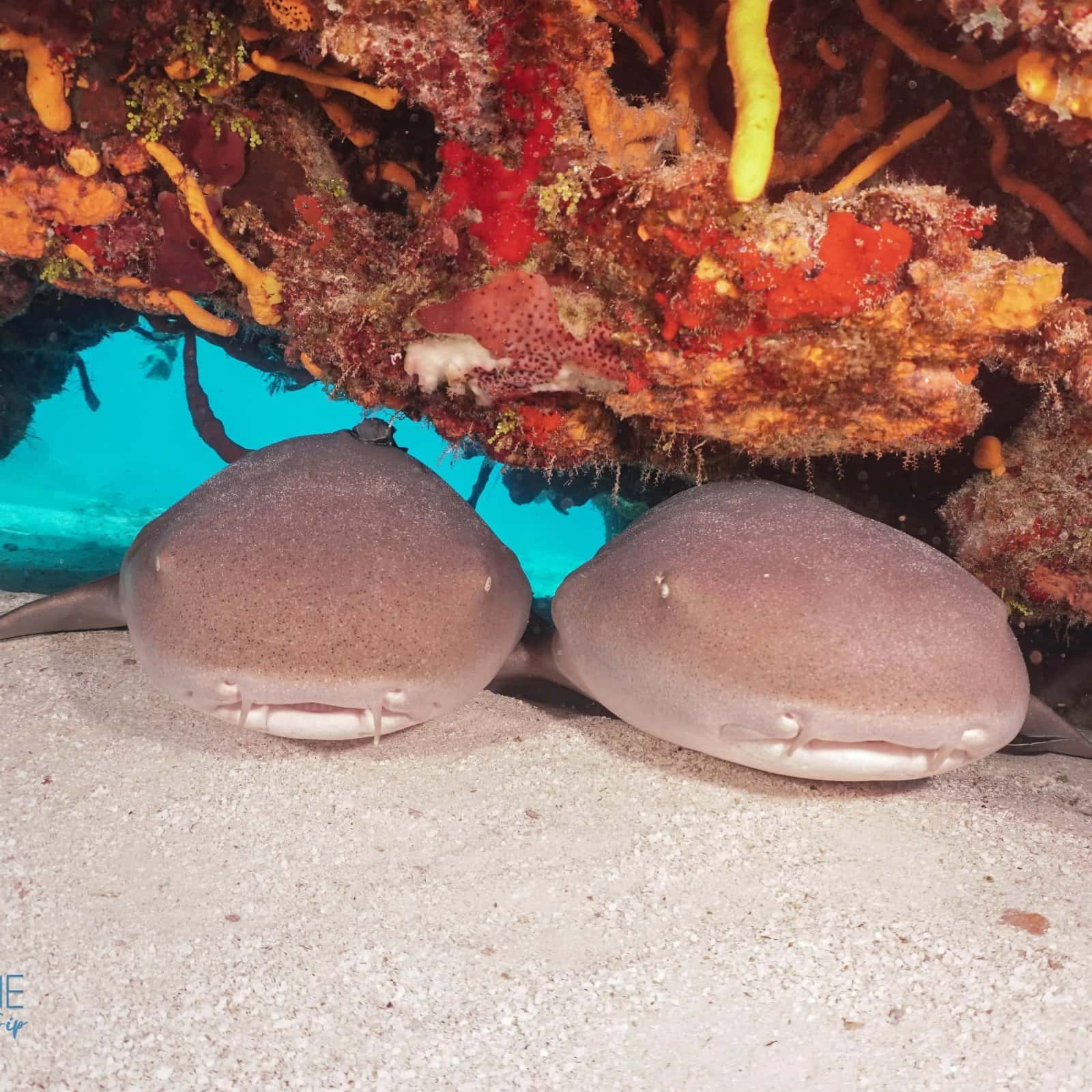 Blue Note Scuba — photo 5