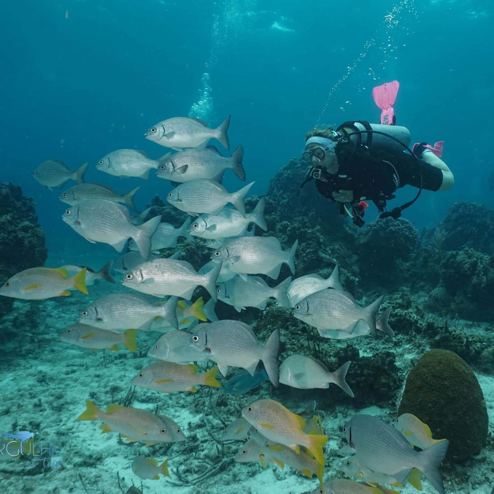 Blue Note Scuba — photo 4