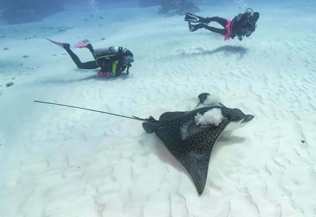 Blue Note Scuba