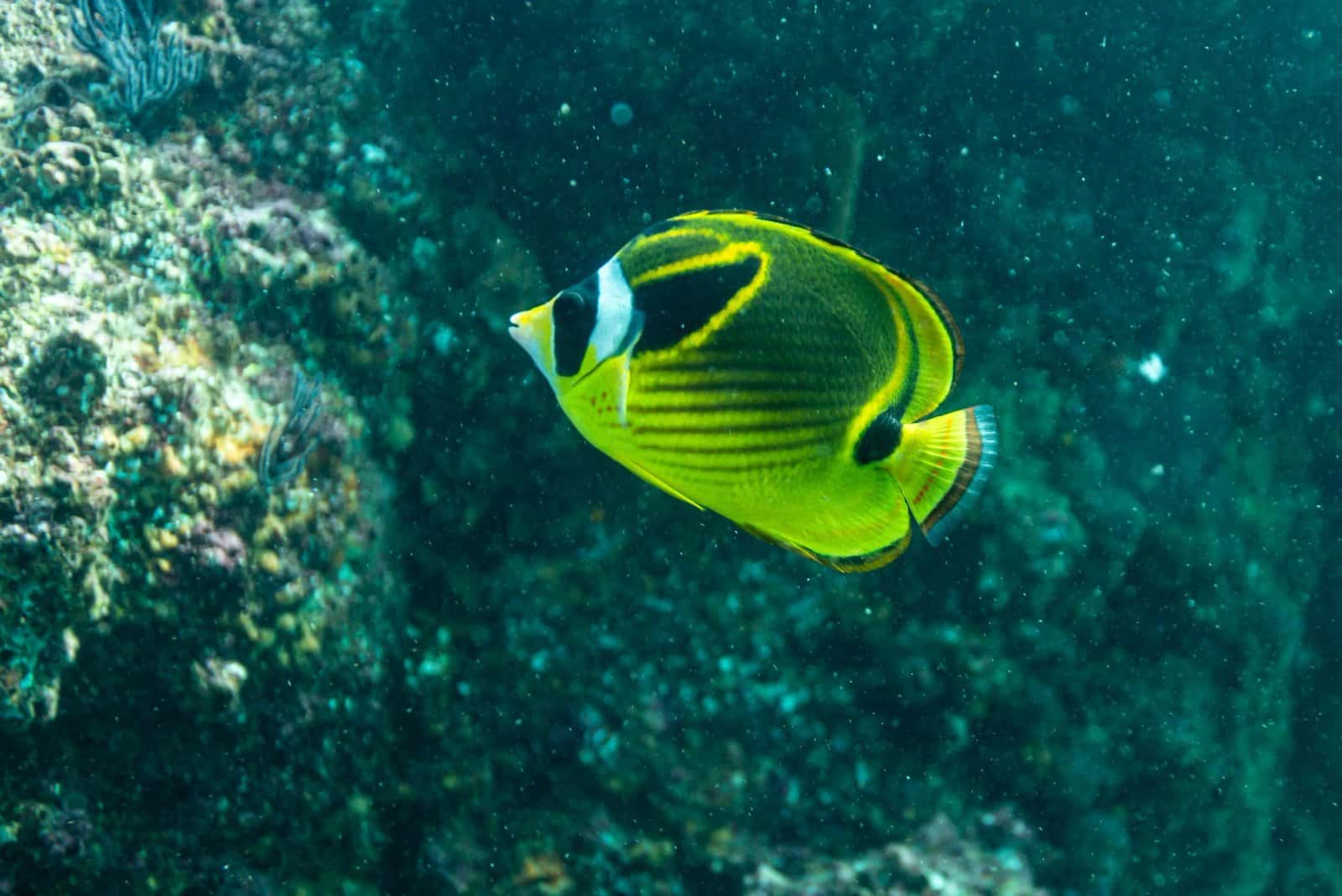 Nautilus Dive Tech — photo 4