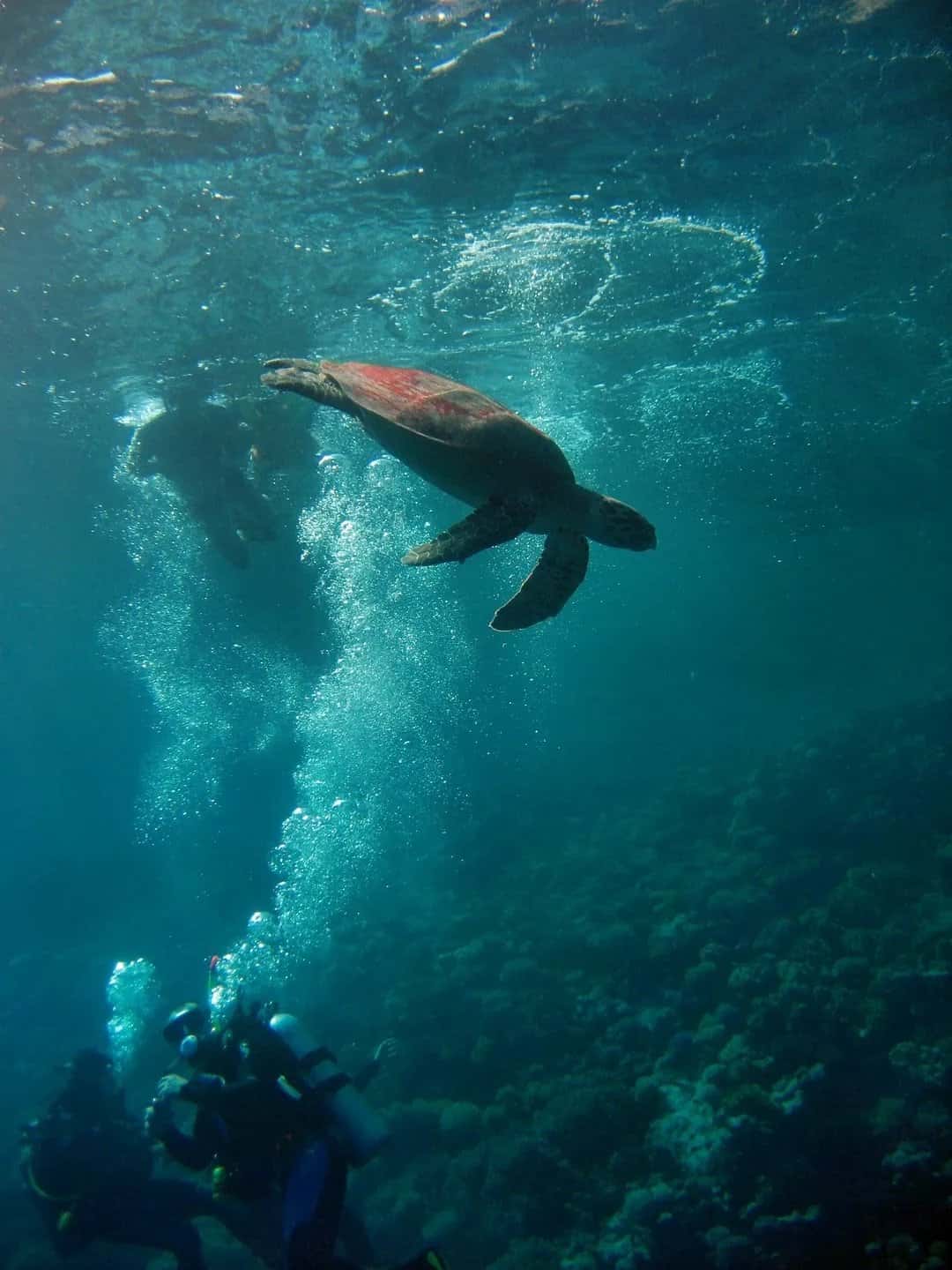 Fantasea Scuba