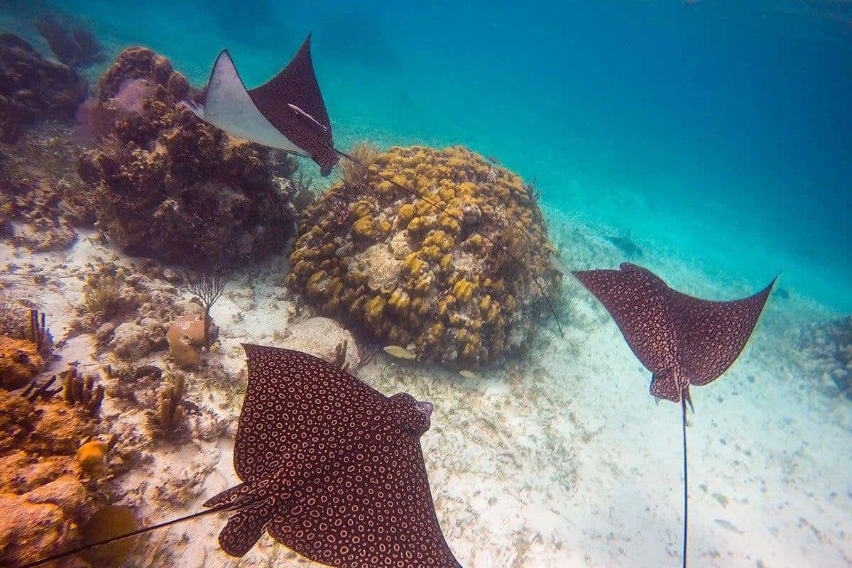 Neptune's Cove Belize Tours — photo 3