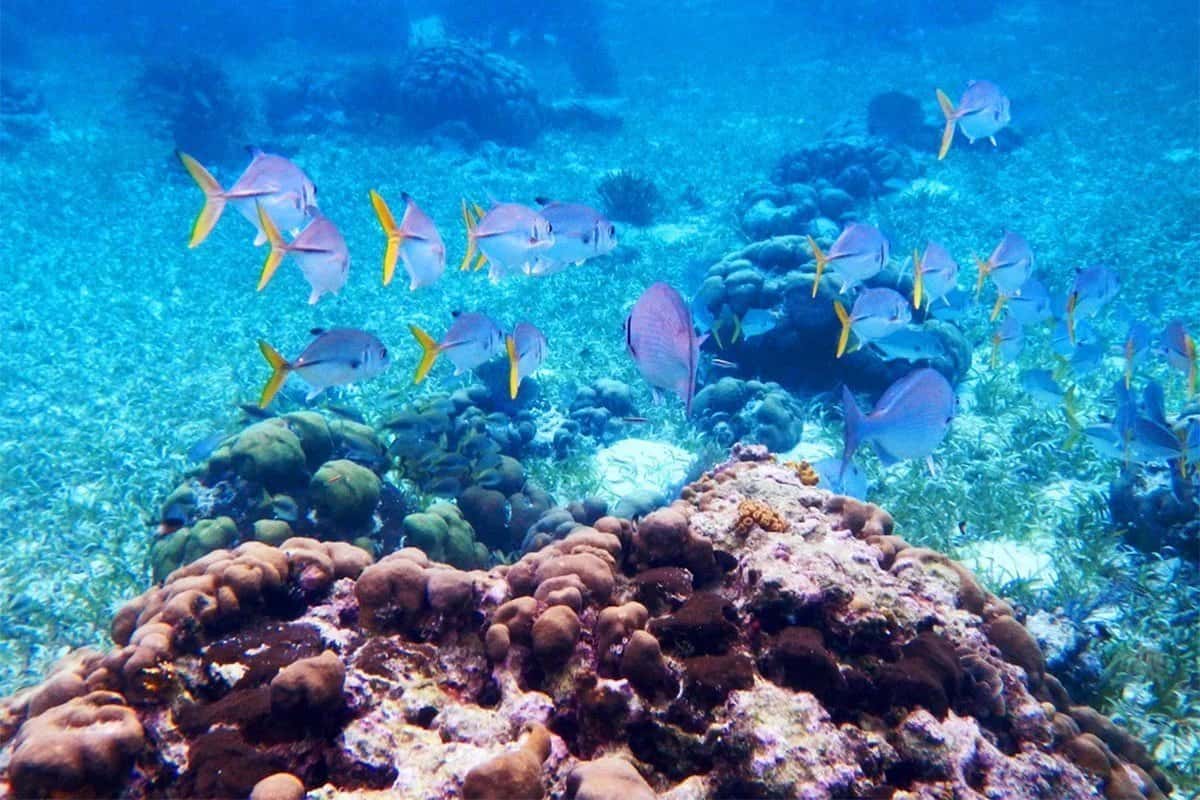 Neptune's Cove Belize Tours