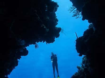 Alpha Divers — photo 2