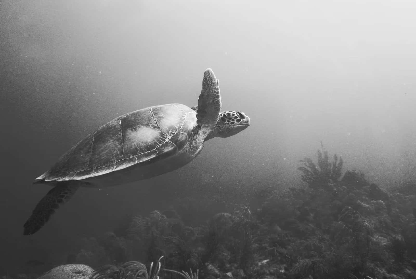 Alpha Divers