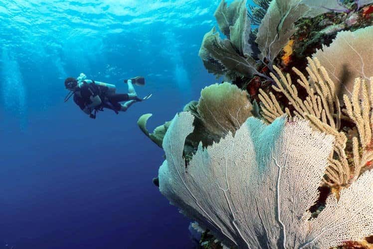 Dive Haven, LLC