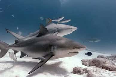 Xico Dive Center — photo 3