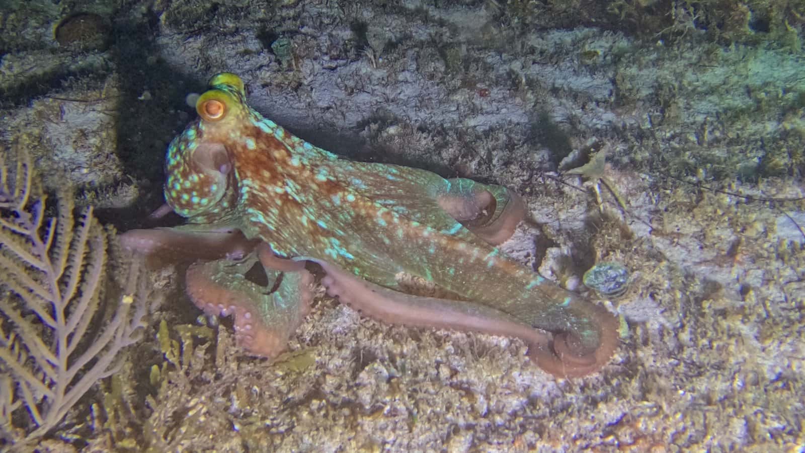 Xico Dive Center — photo 4