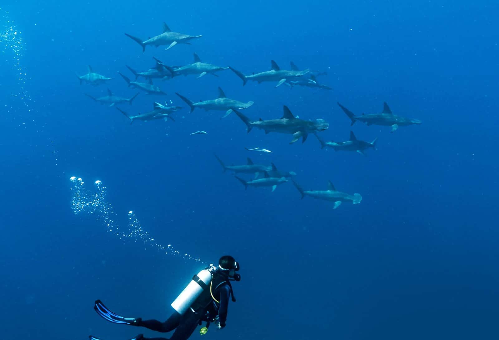 Dive Cabo — photo 5