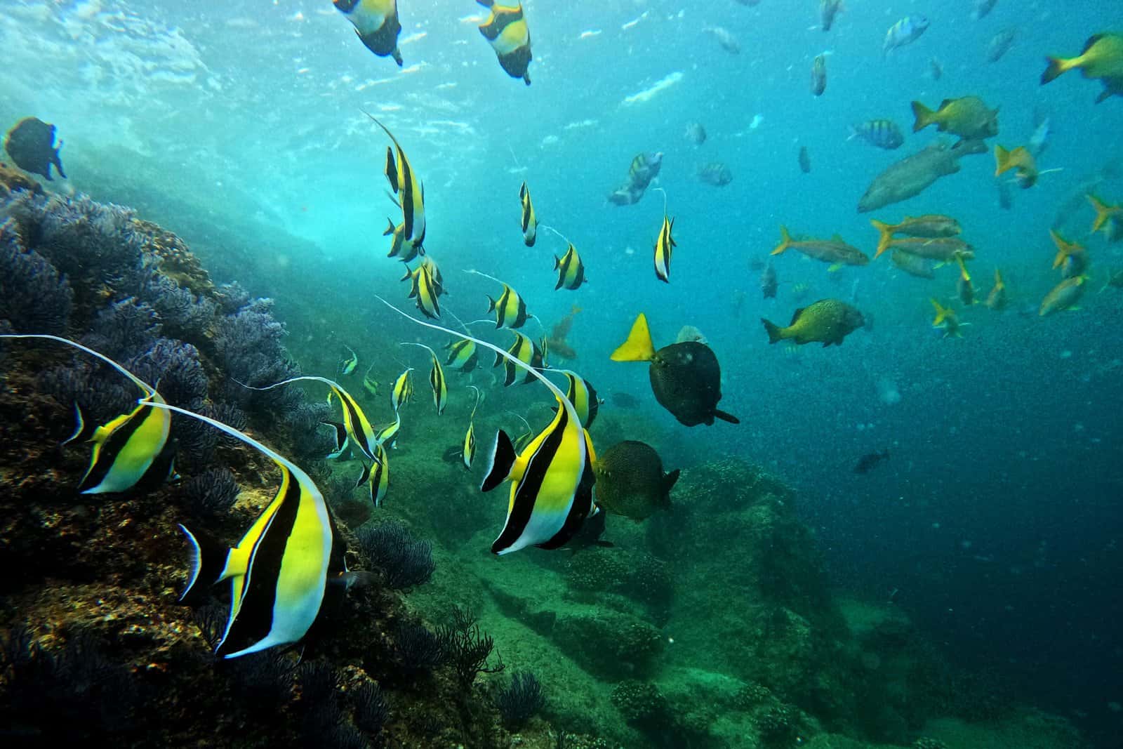Dive Cabo — photo 4