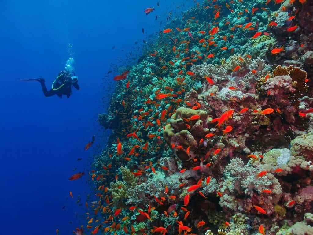 Maduro Dive