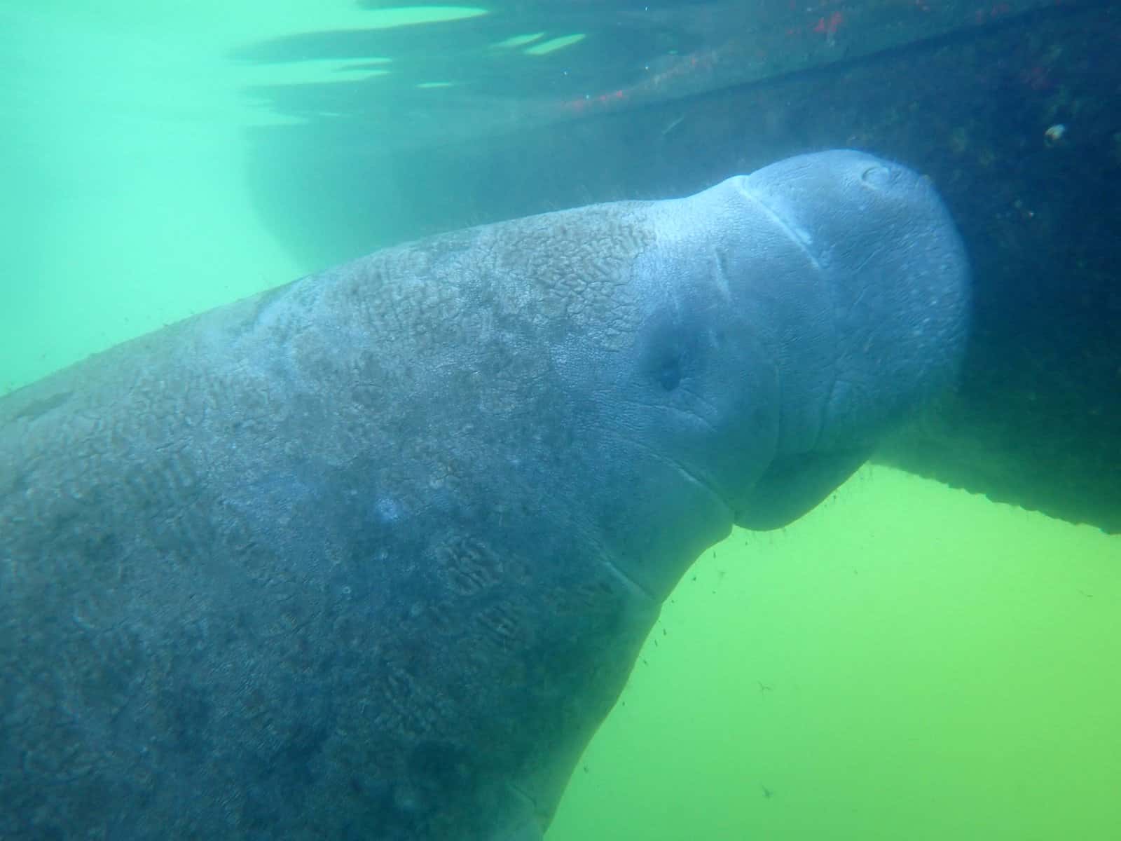 North Alabama Dive Center — photo 4