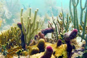 Captain's Corner Dive Center — photo 2