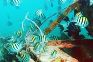 Captain's Corner Dive Center — photo 4