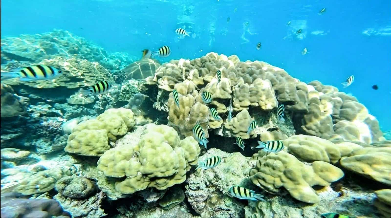 Maverick UnderSea Divers