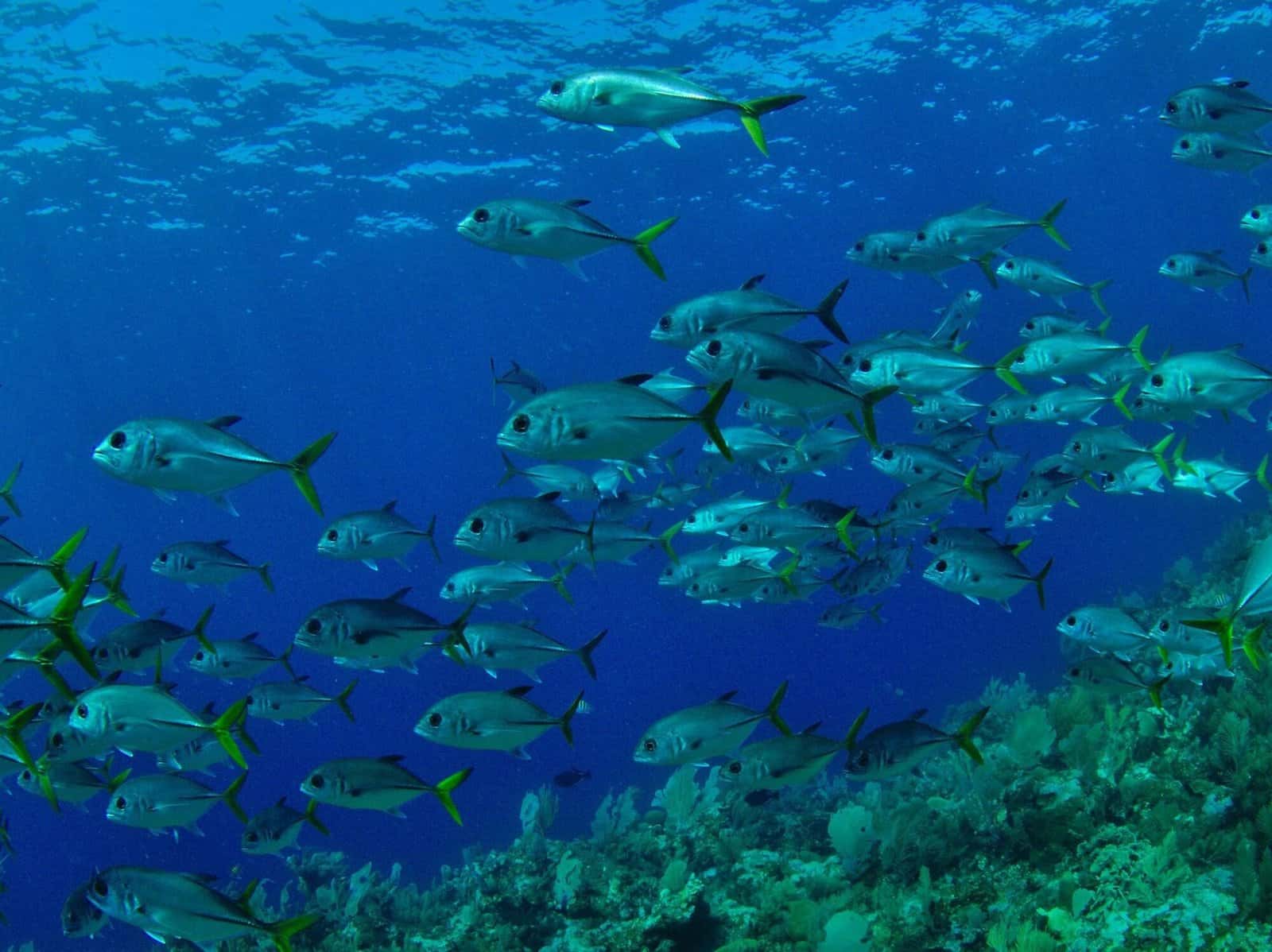Scuba Roatan